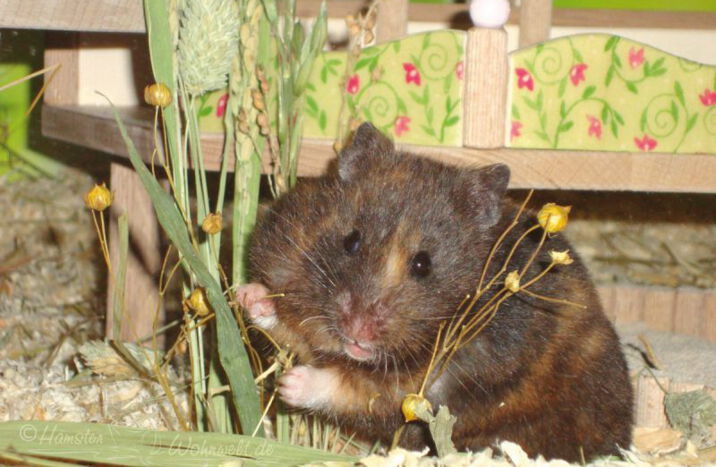 Kontakt zur Hamster Wohnwelt